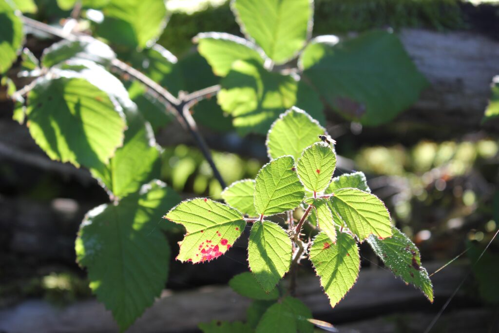How Much Does Blackberry Bushes Removal Cost in Vancouver?