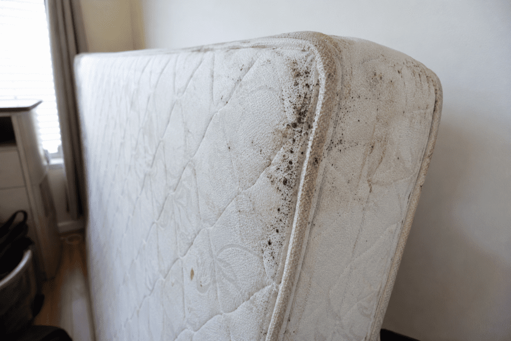 Can a Junk Removal Company Spread Bed Bugs?