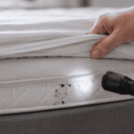 Bed Bugs in&hellip;